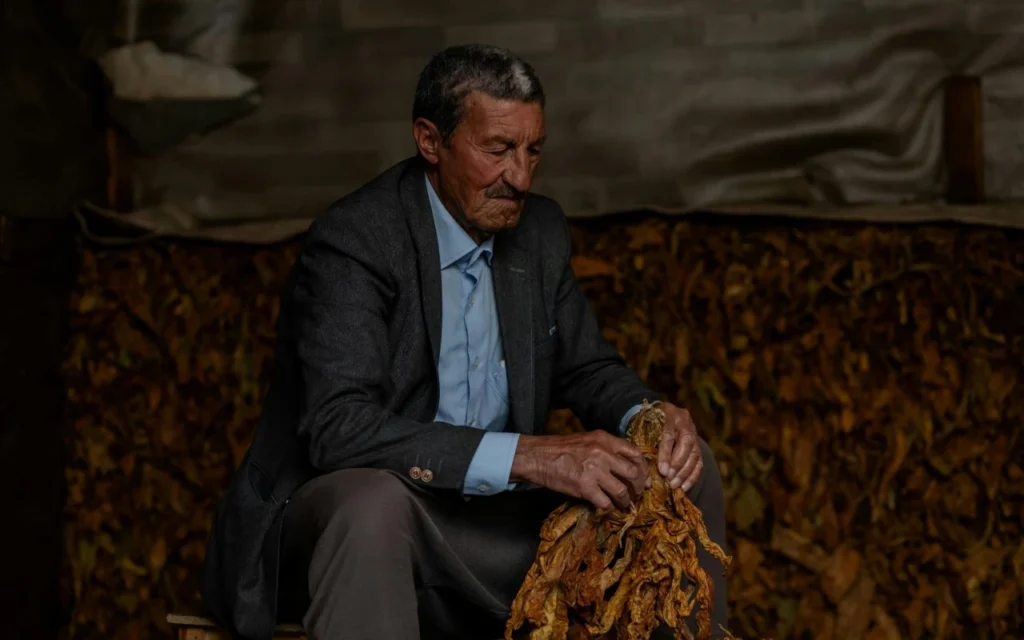 Proceso de selección manual de hojas de tabaco de calidad.