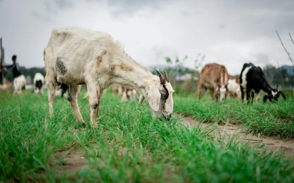 animal en un campo comiendo alimento enriquecido con granos.
