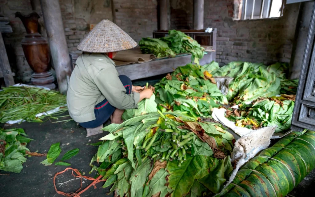 Fila de hojas de tabaco colgadas para secado natural.