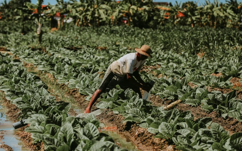 Proceso de clasificación de tabaco en rama para distribución mayorista.